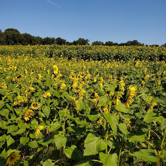 Meet your Posher, Heather - Picture 1 of 1